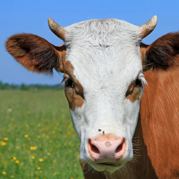 Testa di vitello contro un pascolo — Foto Stock