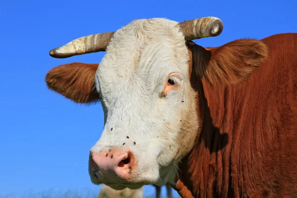 Голова коровы на фоне неба — стоковое фото