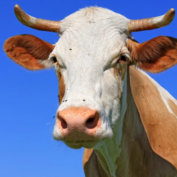 Hlava krávy proti obloze — Stock fotografie