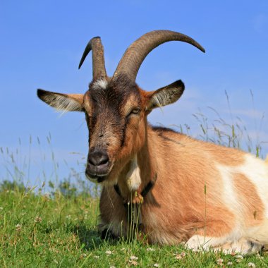 Goat on a summer pasture clipart