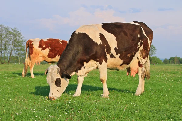 stock image Cow on a summer pasture