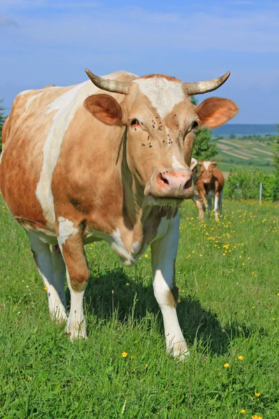 Vaca em um pasto de verão — Fotografia de Stock