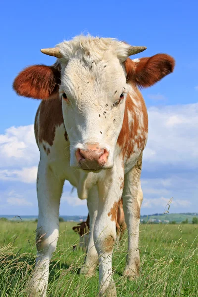 The calf on a summer pasture. — Stock Photo, Image
