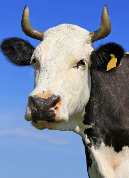 Kopf einer Kuh gegen den Himmel — Stockfoto