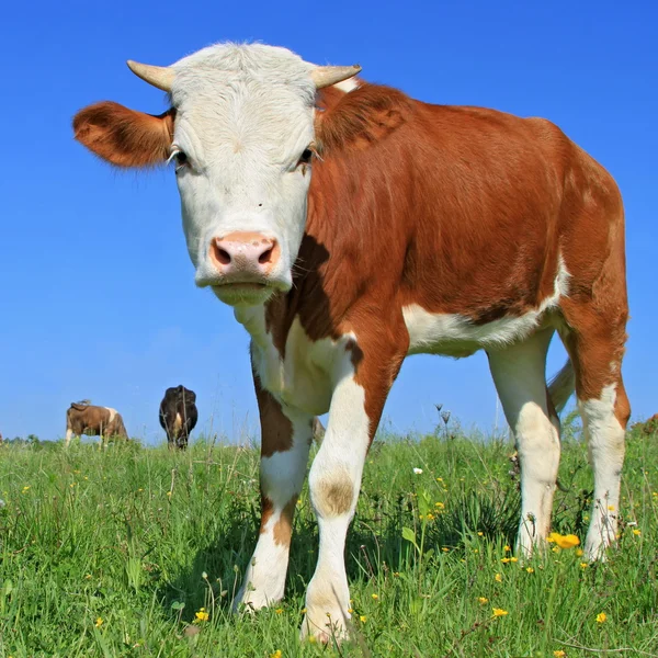The calf on a summer pasture — Stock Photo, Image