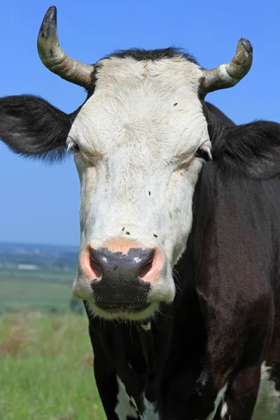 Head of a cow against a pasture — Stock Photo, Image