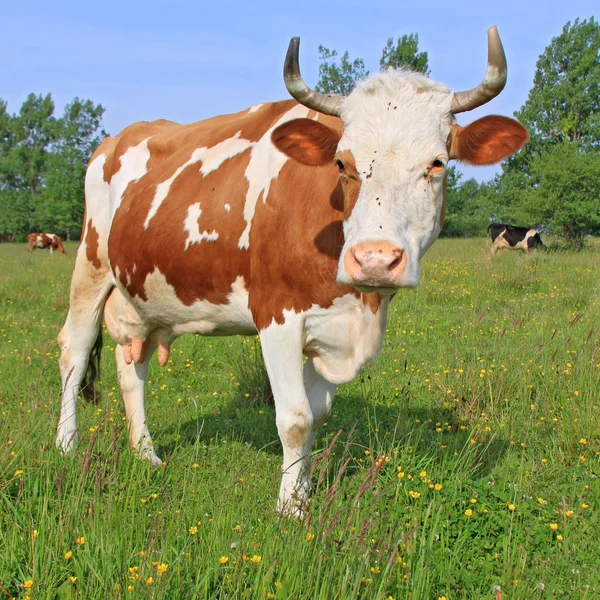 Krowa na letnim pastwisku — Zdjęcie stockowe