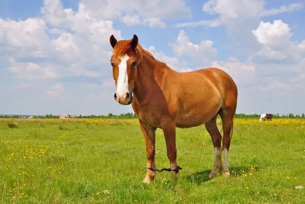 Kůň na letní pastvině — Stock fotografie