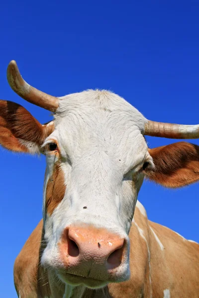 Hoofd van een koe tegen de hemel — Stockfoto