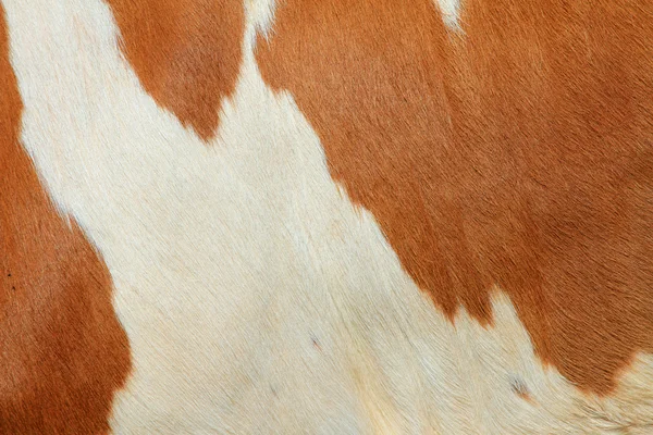 Frammento di una pelle di una vacca — Foto Stock