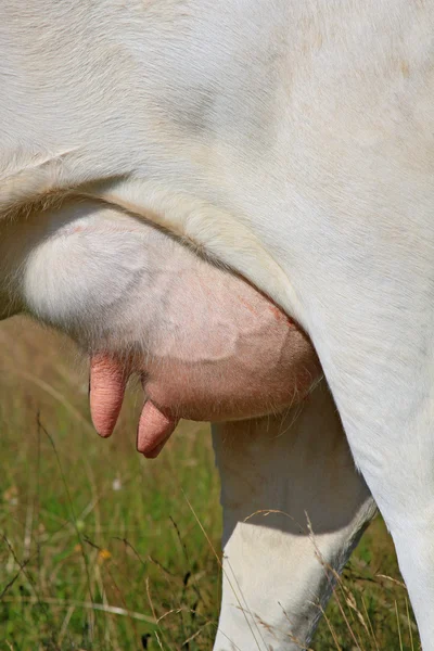Udder de una vaca joven — Foto de Stock