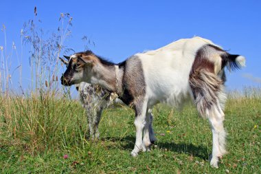 Goat on a summer pasture clipart