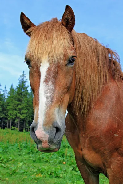 Bir mera karşı bir at kafası — Stok fotoğraf