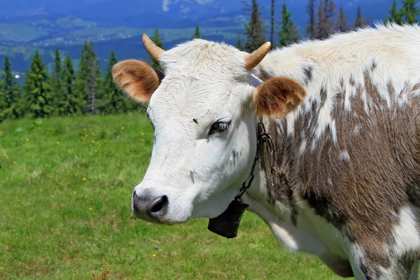 Chef för kalven mot en betesmark — Stockfoto