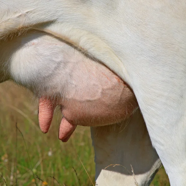 Udder de una vaca joven —  Fotos de Stock