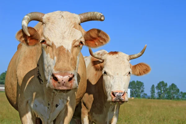 stock image Cows on a summer pasture