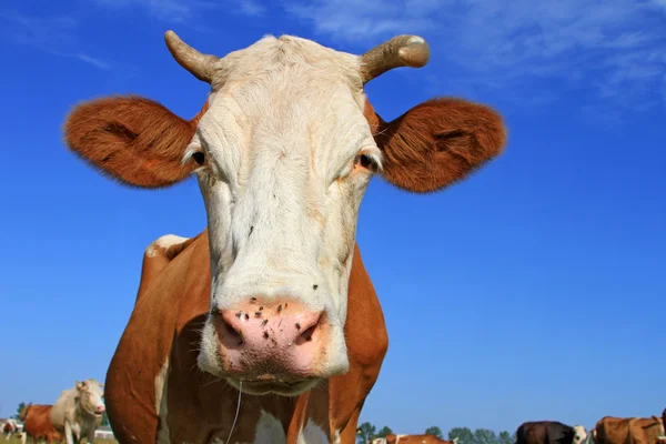 stock image Cow on a summer pasture