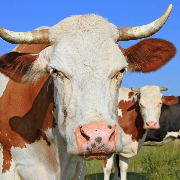 Testa di mucca contro un pascolo — Foto Stock
