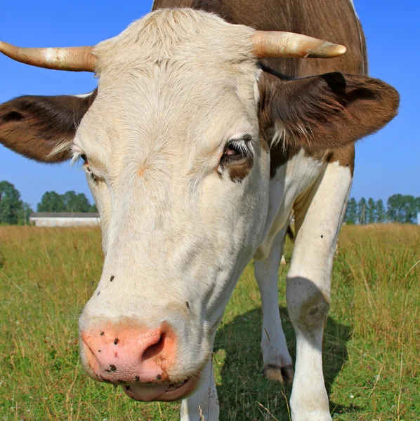 Bir inek bir mera karşı başkanı — Stok fotoğraf