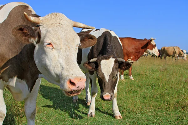 Коровы на летнем пастбище — стоковое фото