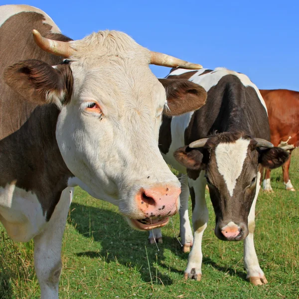 对牧场的牛的头 — 图库照片