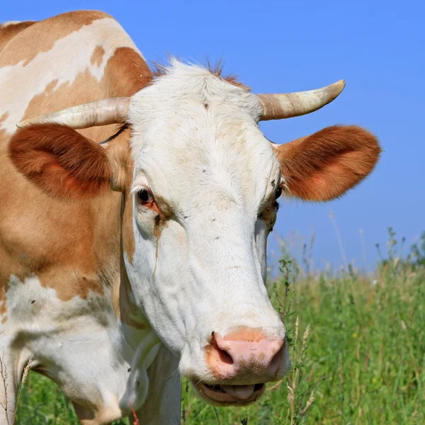 牧草地と牛の頭 — ストック写真