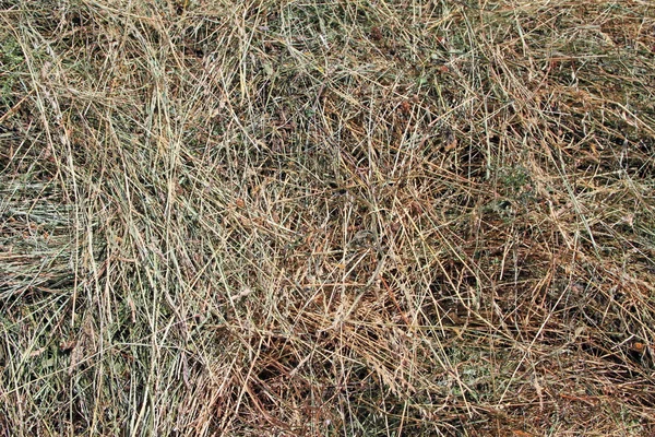 Hay in een achtergrondfoto — Stockfoto