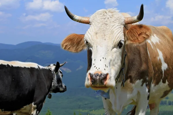 Mucche su un pascolo di montagna estivo — Foto Stock