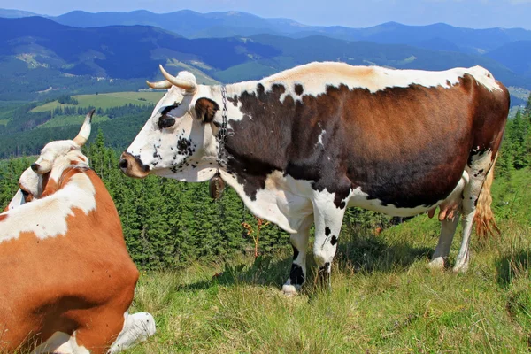 Krávy na letní horské pastviny — Stock fotografie