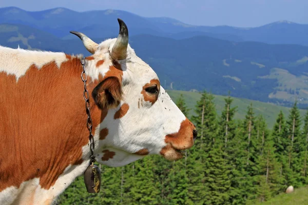 Head of a cow against mountains — Stock Photo, Image