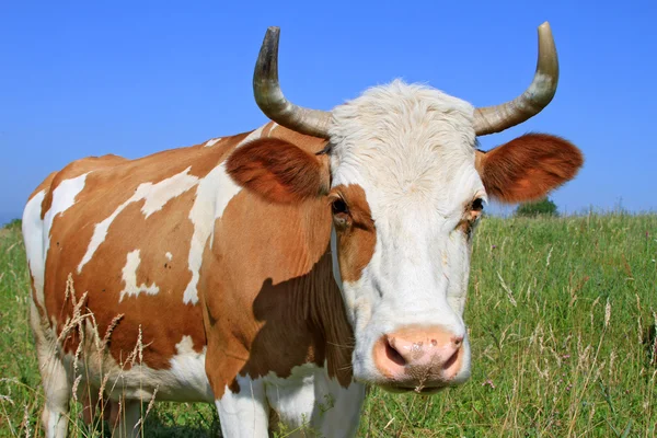 Корова на літньому пасовищі — стокове фото