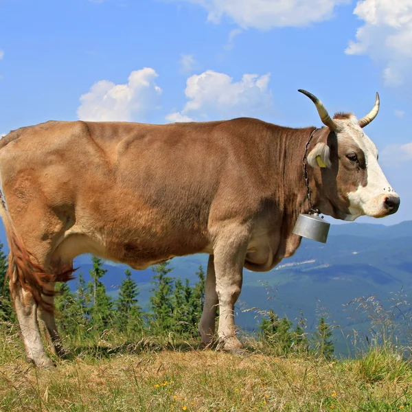 Корова на літньому гірському пасовищі — стокове фото