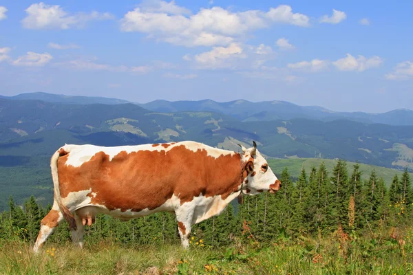 Cow on a summer mountain pasture — Stock Photo, Image