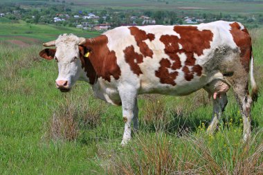 Yaz otlağında inek