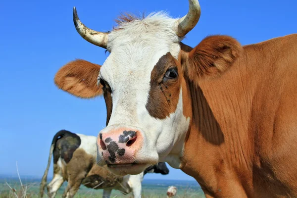 Stock image Head of a cow against a pasture