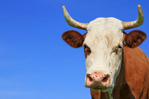 Hlava krávy proti obloze. — Stock fotografie