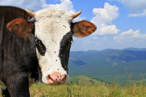 Testa di vitello contro le montagne — Foto Stock
