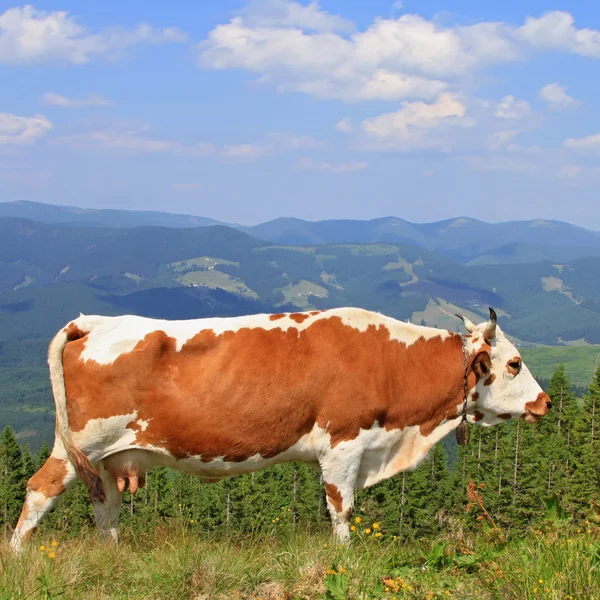 Vaca en un pasto de montaña de verano —  Fotos de Stock