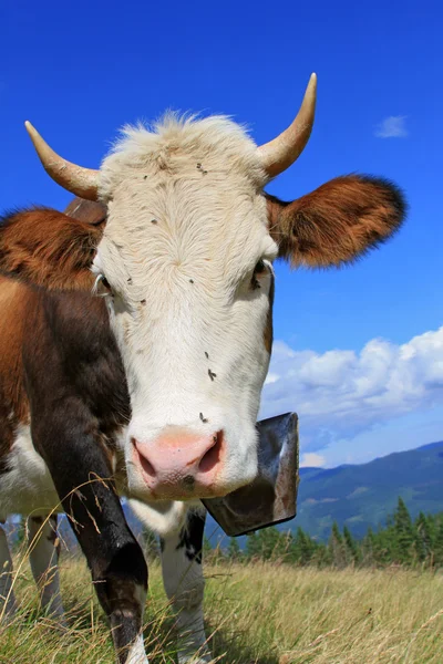 Vaca em uma pastagem de montanha de verão — Fotografia de Stock