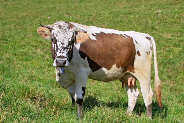 Stock image Cow on a summer pasture