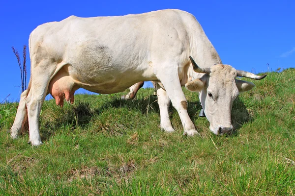 stock image Cow on a summer pasture