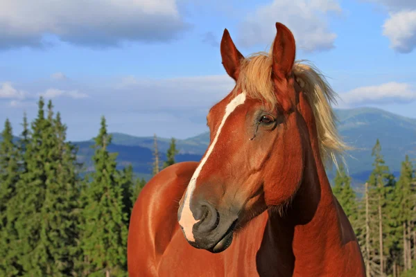 Stock image Horse on a summer mountain pasture