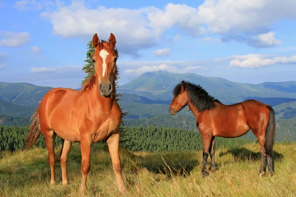 Лошади на летнем горном пастбище — стоковое фото