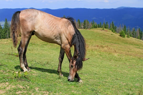Hest på sommerbeite – stockfoto