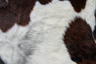 Fragment of a skin of a cow clipart