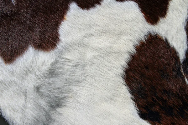 Fragment skóry krowy — Zdjęcie stockowe