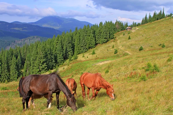 Cavalos em um pasto de montanha de verão — Fotografia de Stock