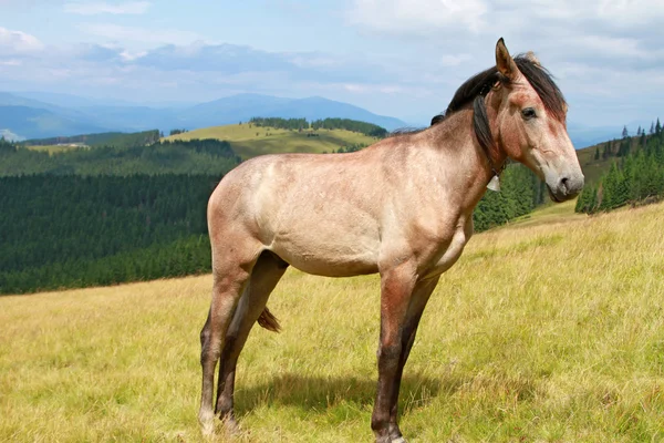 Horse on a summer mountain pasture — Stock Photo, Image