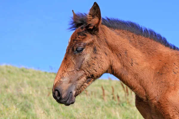 Head of a foal against a pasture — Stock Photo, Image