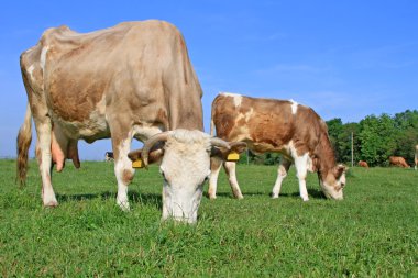 The calf near mother on a summer pasture clipart